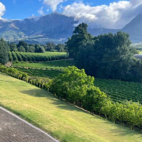 Vineyards in the Franschhoek valley